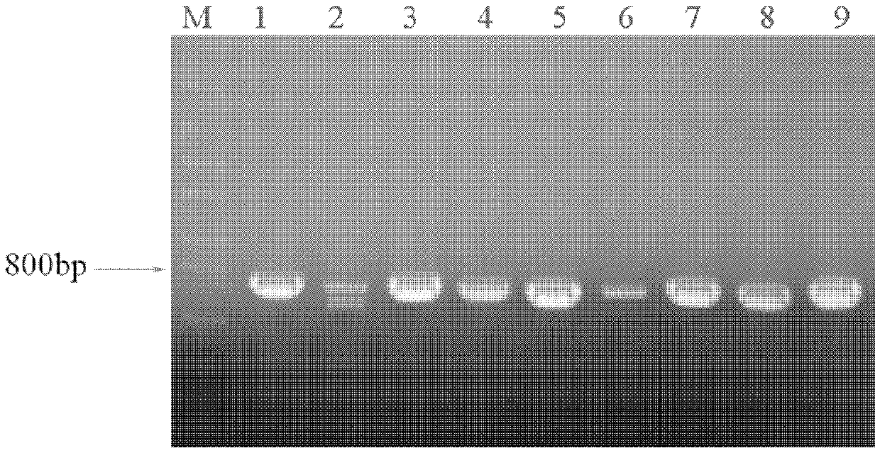 Method for identifying zygophyllum xanthoxylum