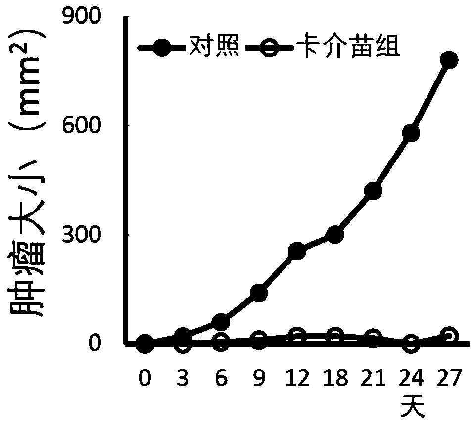 Use of inactivated BCG vaccine in prevention or treatment of novel coronavirus-related conditions