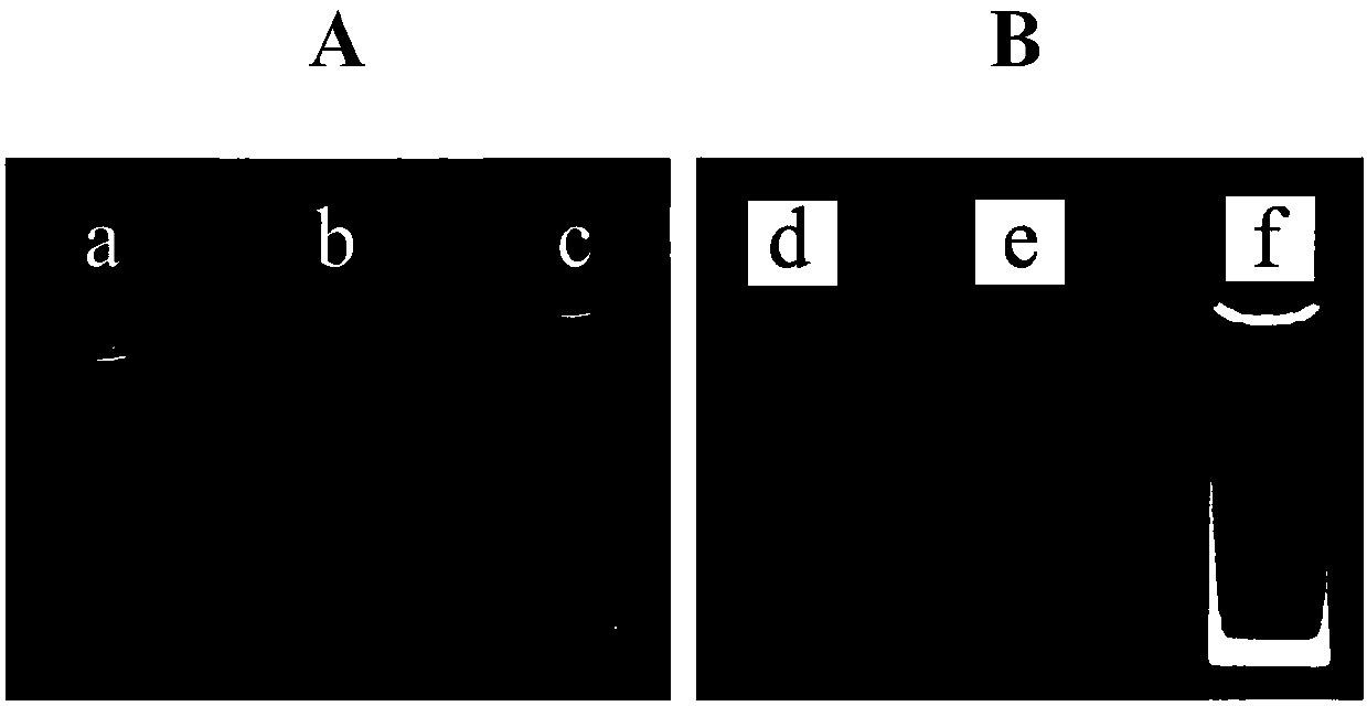 Carboxylation chitosan-dithiothreitol-gold nanocluster and preparation method thereof