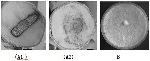 A kind of sclerosophore and its application of promoting agarwood to produce agarwood