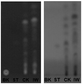 A kind of sclerosophore and its application of promoting agarwood to produce agarwood