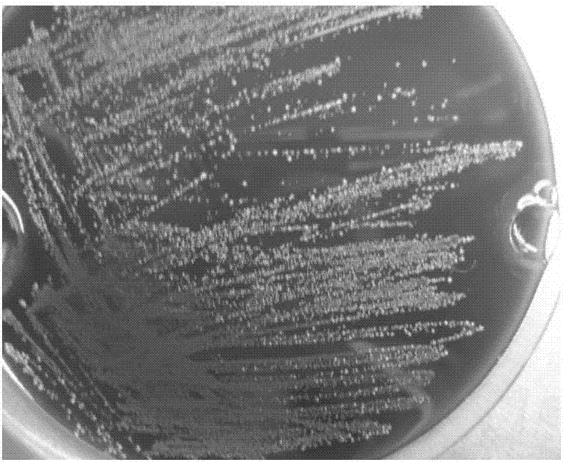 Streptococcus suis and application thereof