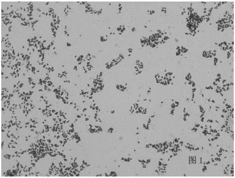 Streptococcus suis and application thereof