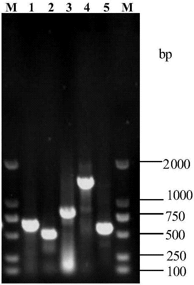 Streptococcus suis and application thereof