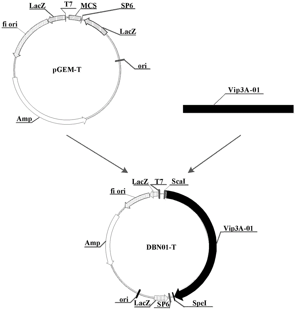 Use of insecticidal protein