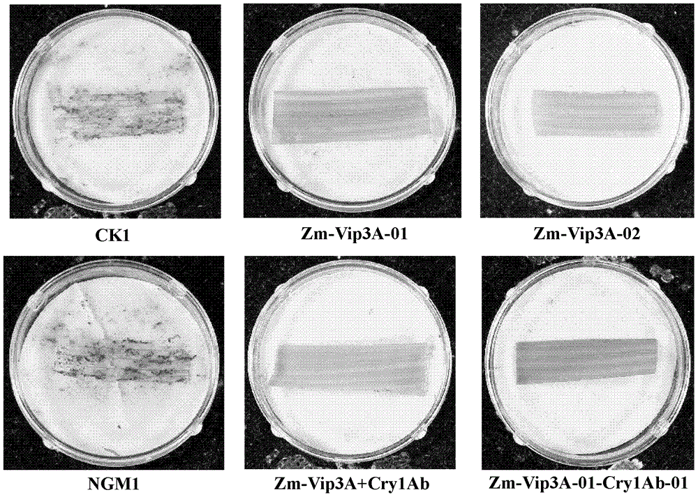 Use of insecticidal protein