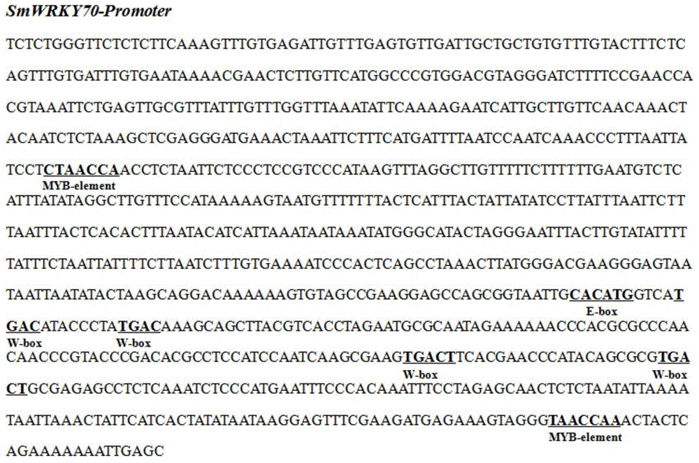 Method for increasing content of tanshinone in salvia miltiorrhiza bunge hairy roots