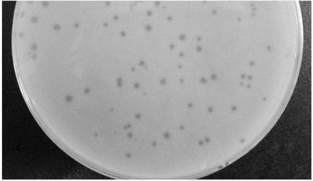 Bacteriophage able to split multiple resistant staphylococcus aureus, separation method and application thereof