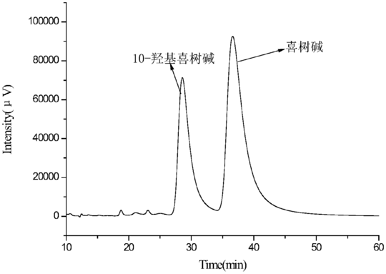 A method for separating camptothecin and 10-hydroxycamptothecin using rosin-based polymers