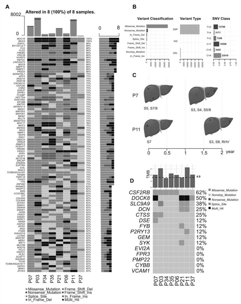 Method for constructing tumor mutation load TMB panel and using method of tumor mutation load TMB panel