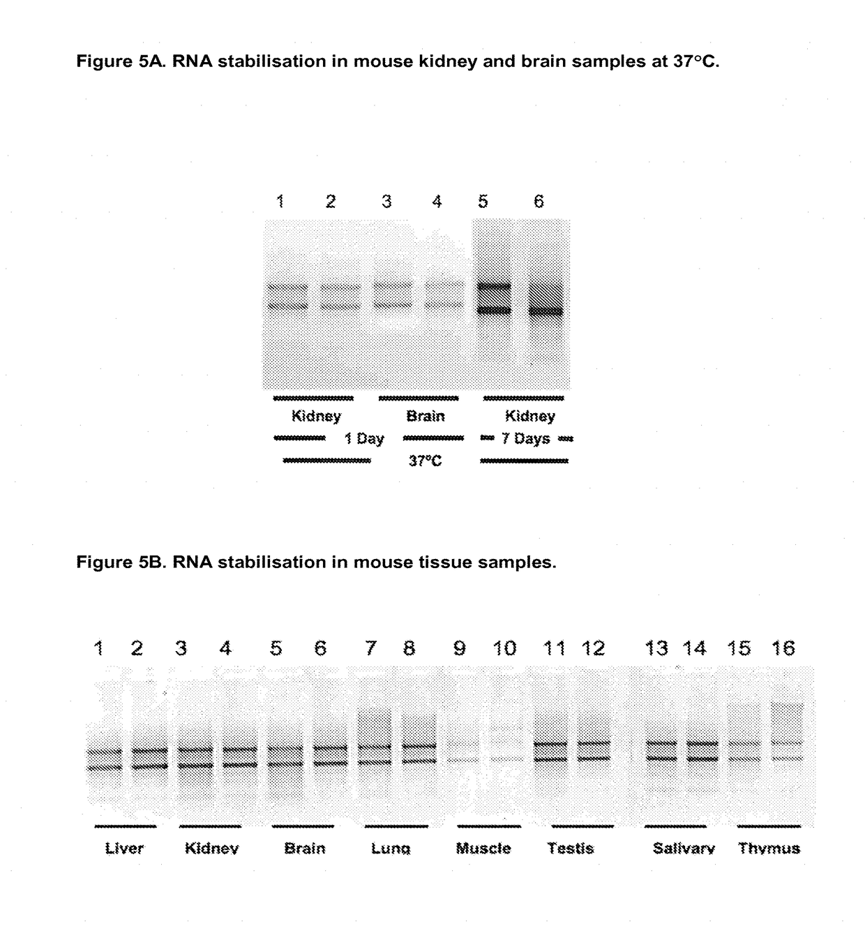 Sample fixation and stabilisation