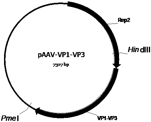 Leber hereditary optic neuropathy gene drug