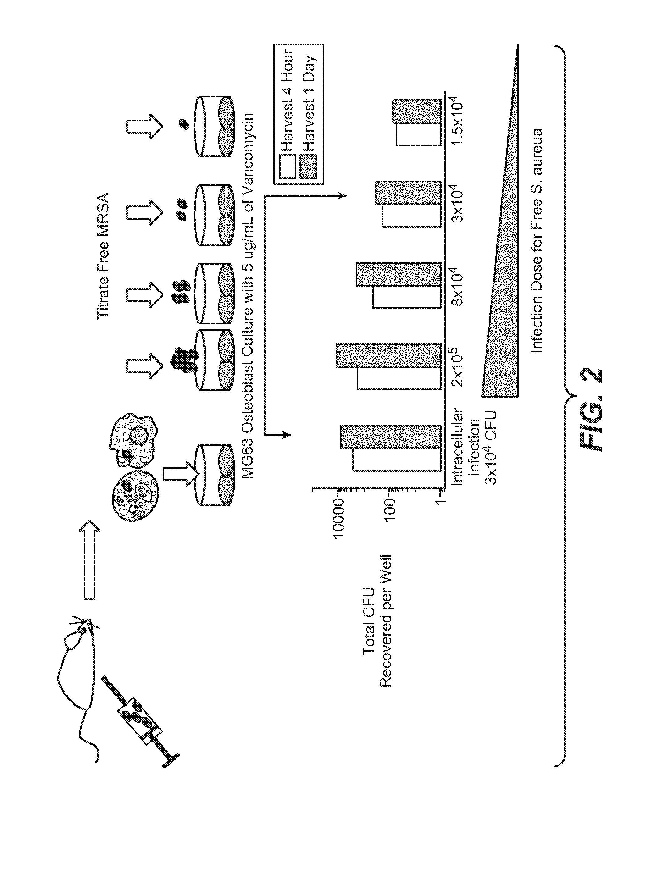 Anti-wall teichoic antibodies and conjugates