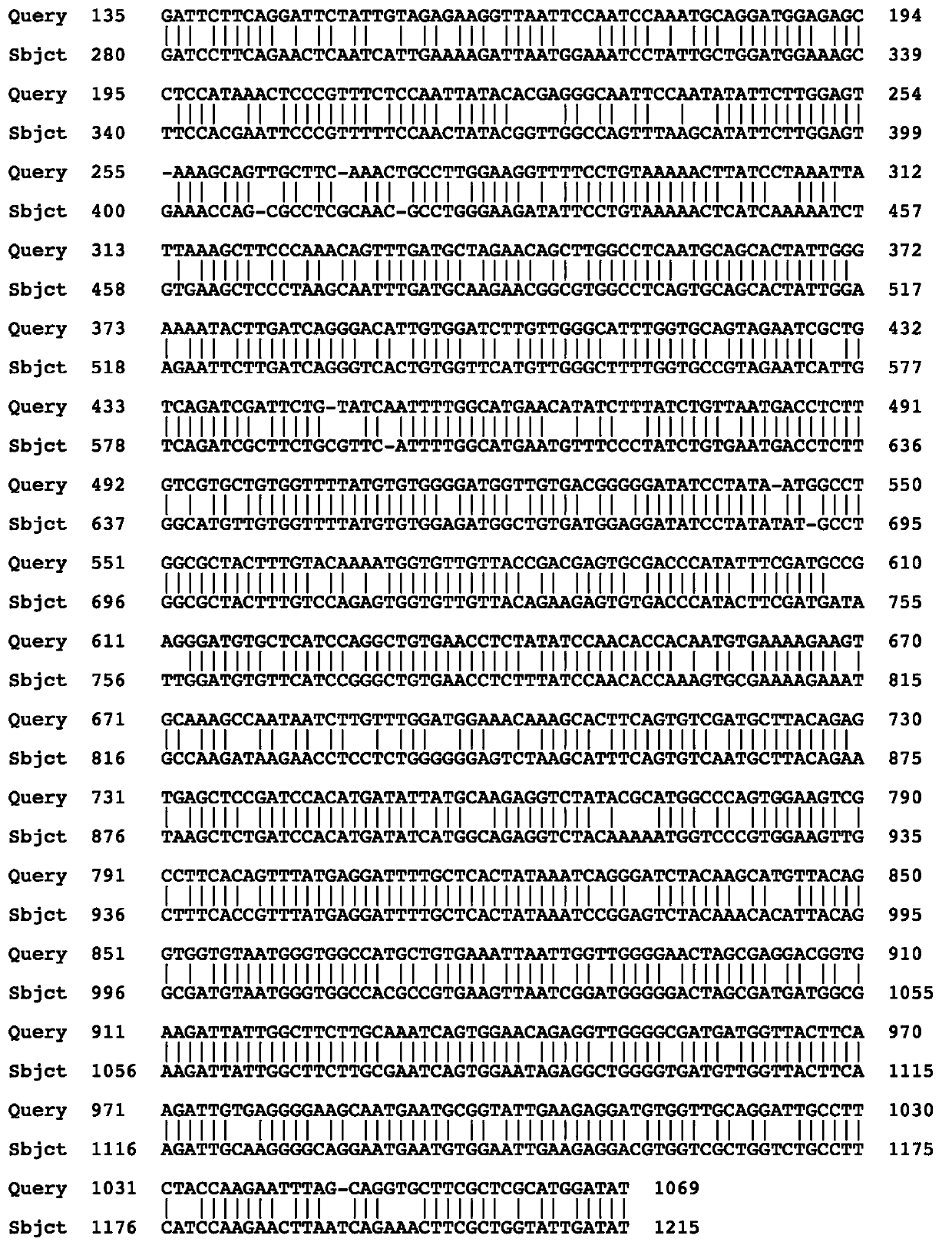 Acacia cathepsin b and its encoding gene and probe and its application