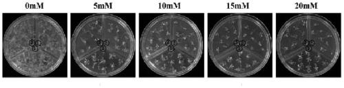 Acacia cathepsin b and its encoding gene and probe and its application