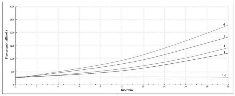 Primer and probe for detecting infectious bronchitis virus as well as detection method and application