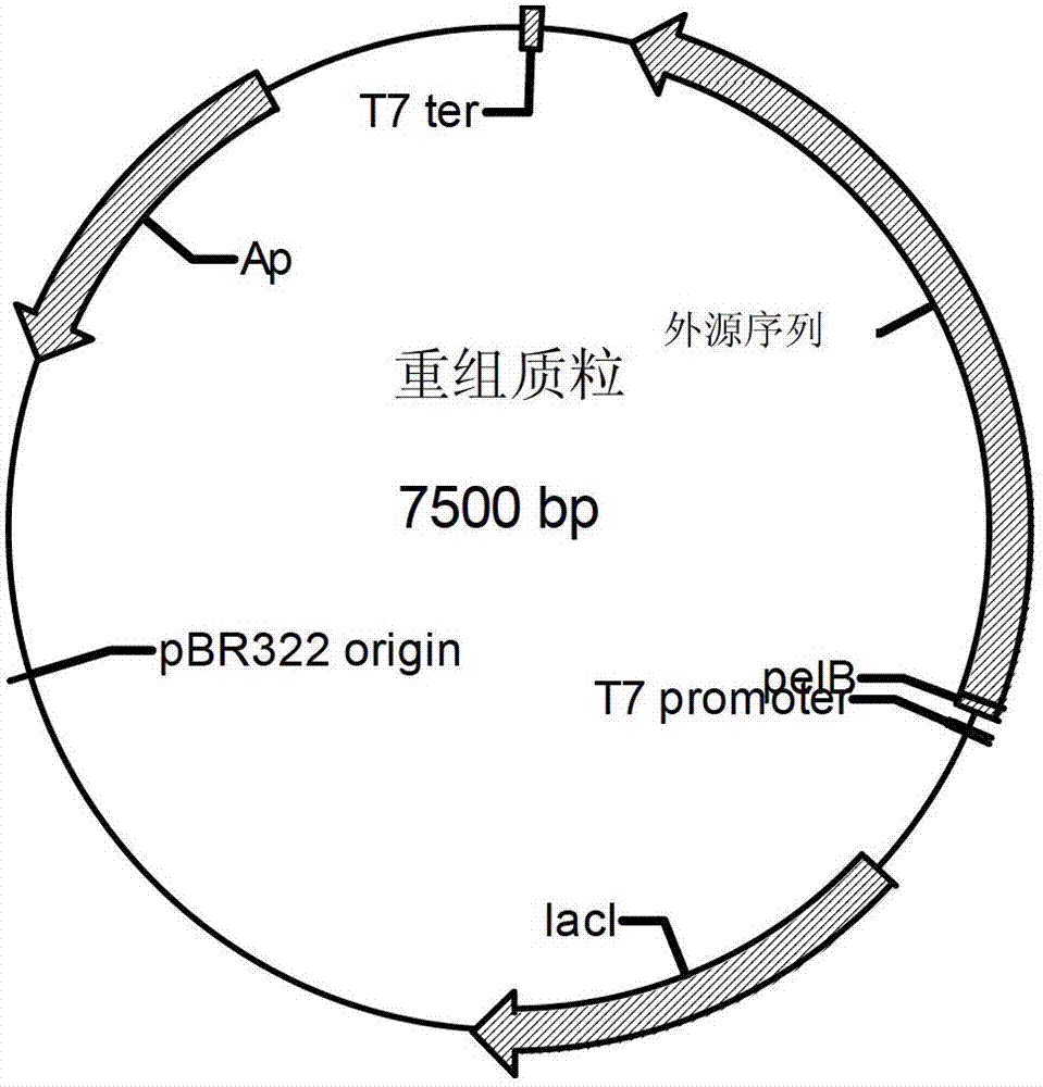 A group of cyclodextrin glucosyltransferase, and coding gene and application thereof