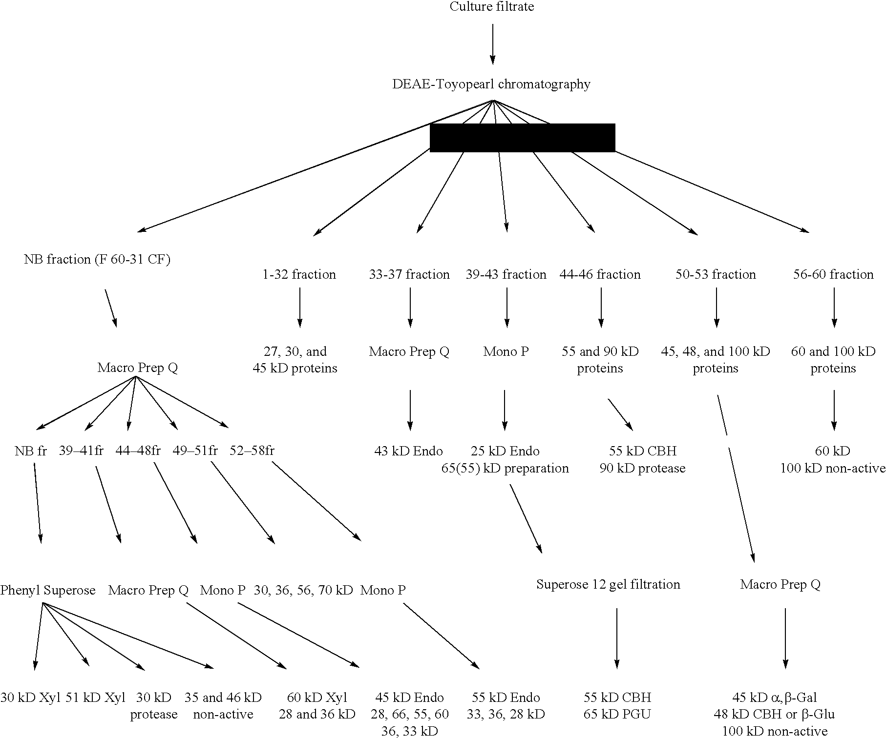 Transformation system in the field of filamentous fungal hosts