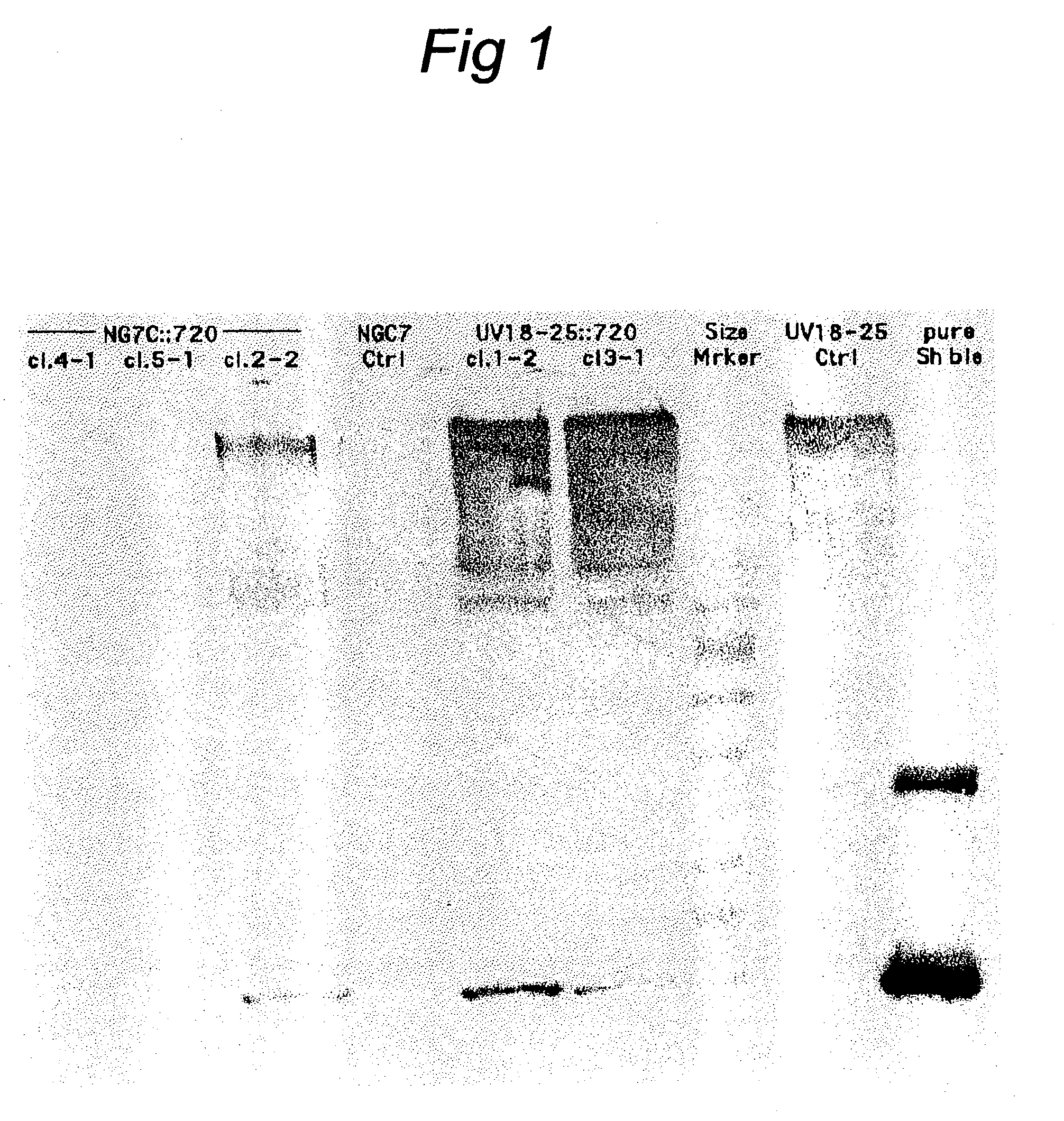 Transformation system in the field of filamentous fungal hosts