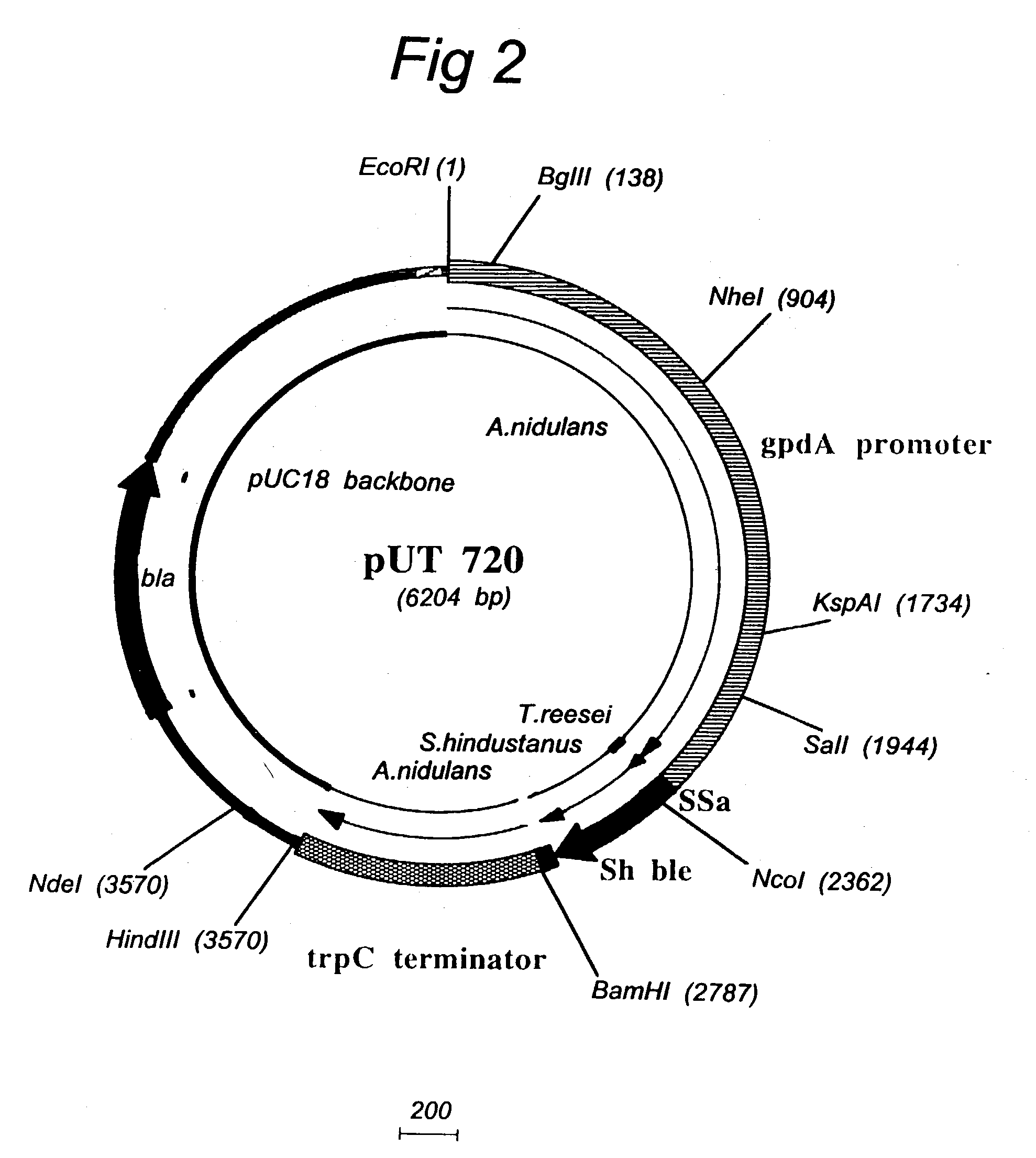 Transformation system in the field of filamentous fungal hosts