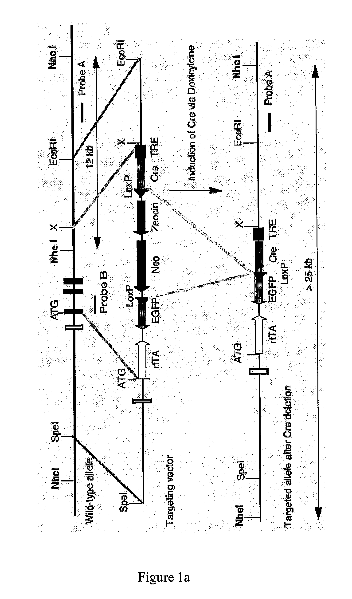 Modified animal lacking functional PYY gene, monoclonal antibodies that bind PYY isoforms and uses therefor