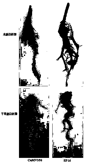 Plant drought inducible synthetic promoter SP16 and application thereof