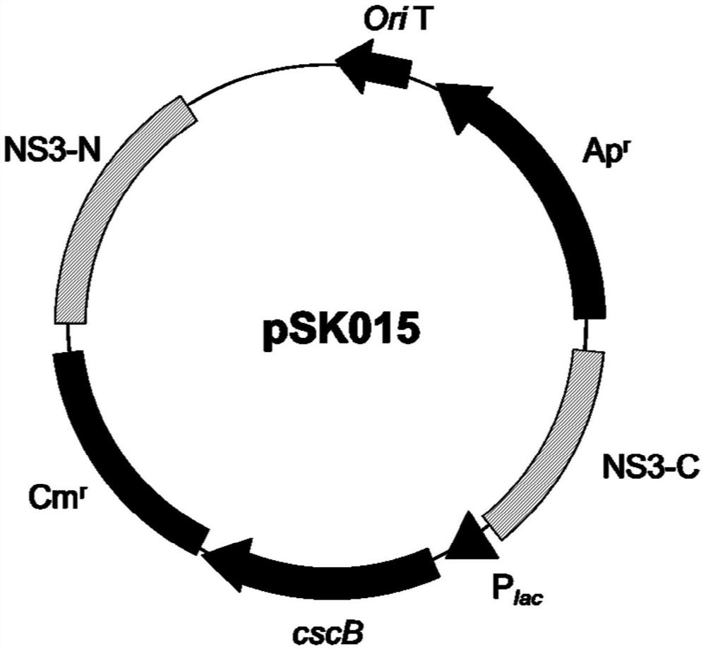 Constructs, strains and methods for producing carbohydrates using Synechococcus utex2973