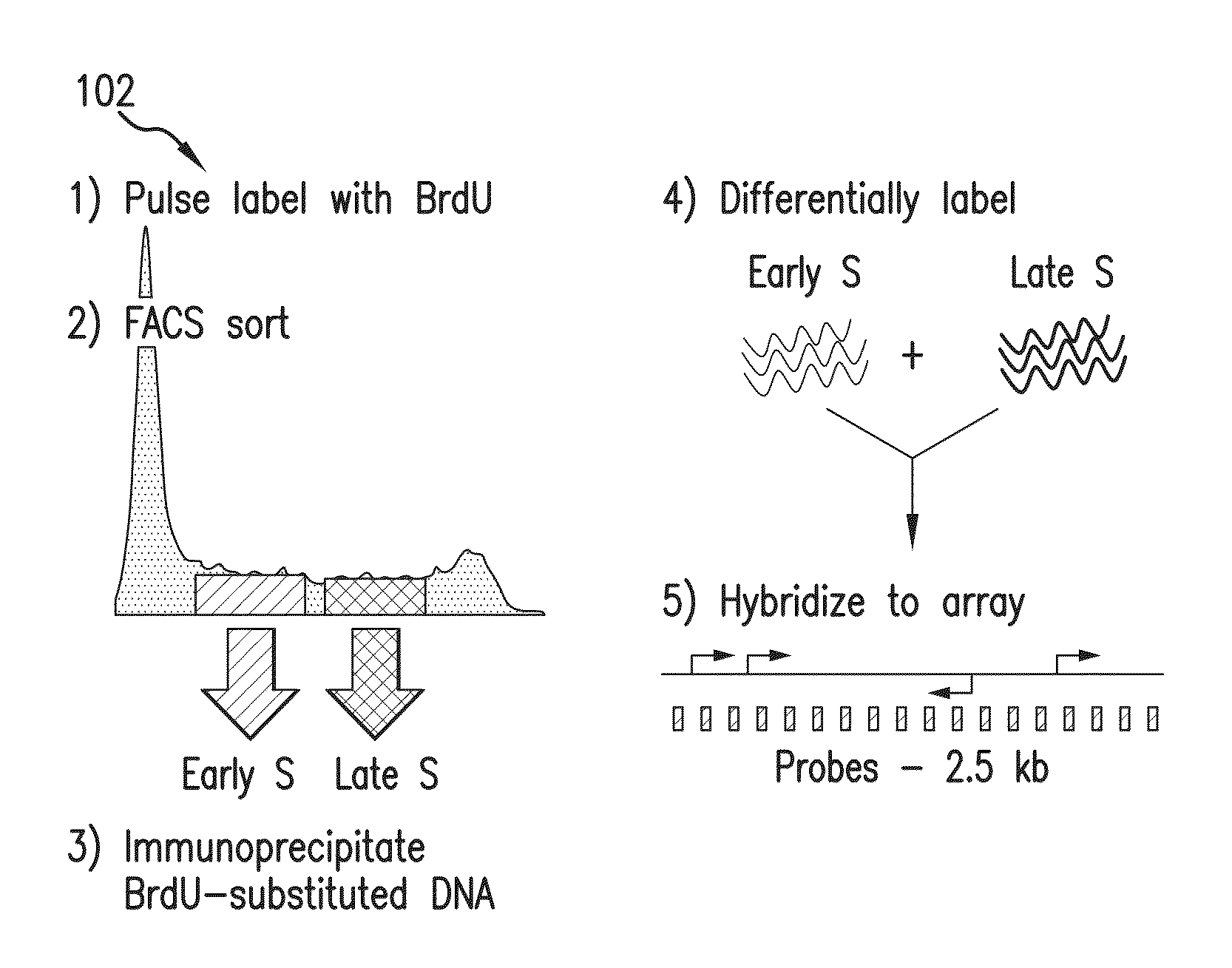 Replication timing profiles for leukemia and other cancers