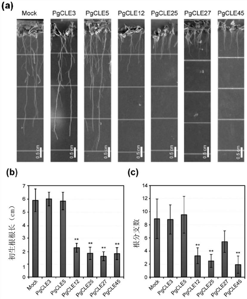 Panax ginseng cle family peptides and their application in the regulation of plant root growth and development