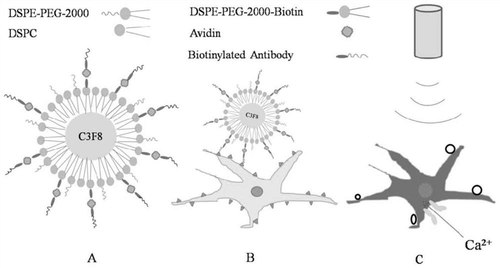 Ion channel targeted microbubble as well as preparation method and application thereof