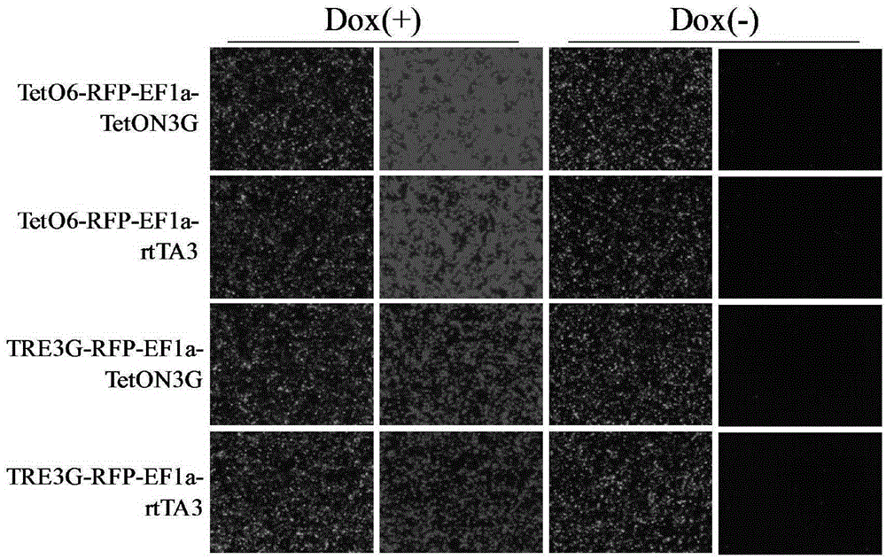 Induced slow virus expression system and construction method and application thereof