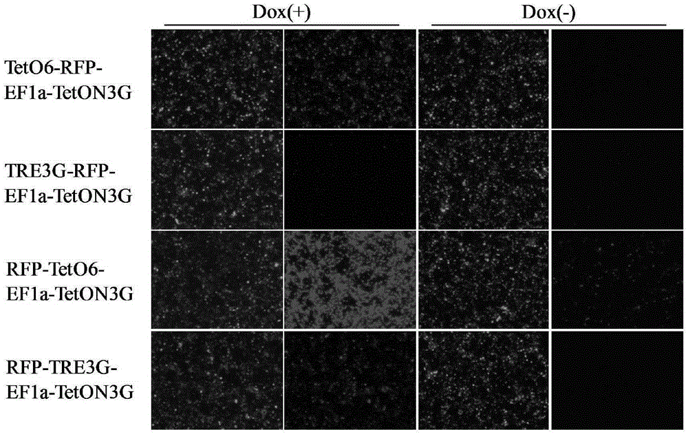 Induced slow virus expression system and construction method and application thereof