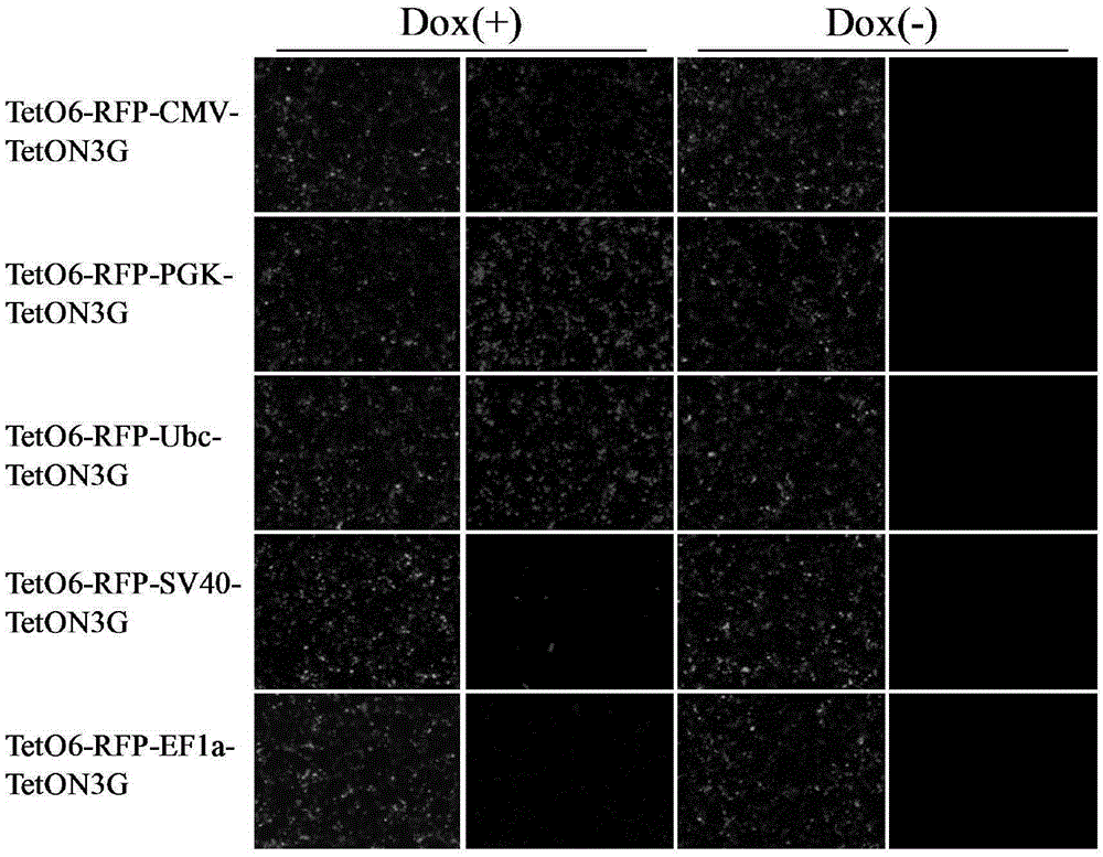 Induced slow virus expression system and construction method and application thereof