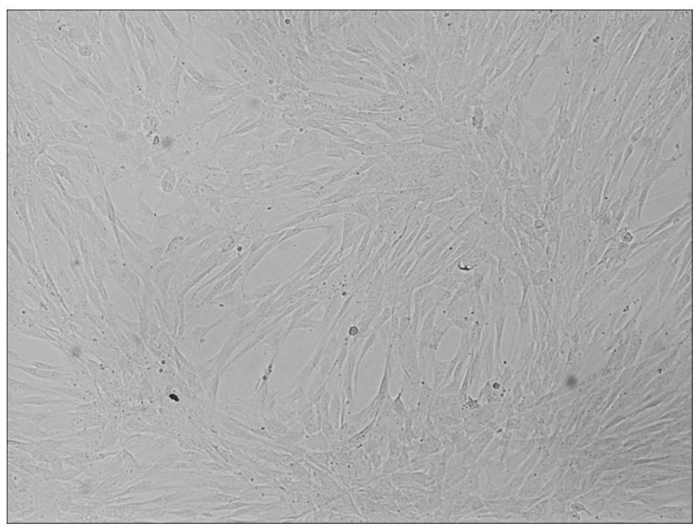 A mesenchymal stem cell for inhibiting tumor growth, preparation method and application thereof