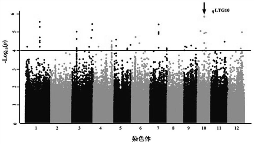 Gene for stably expressing low-temperature germination capacity of rice and molecular marker and application thereof