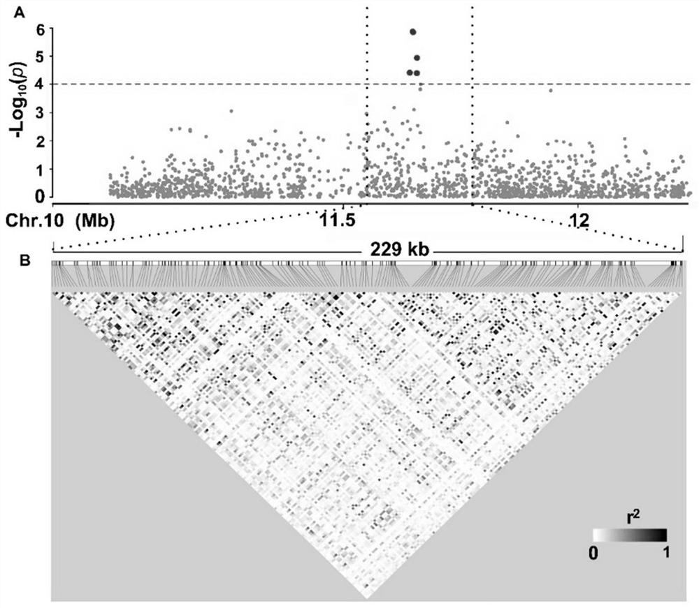 Gene for stably expressing low-temperature germination capacity of rice and molecular marker and application thereof