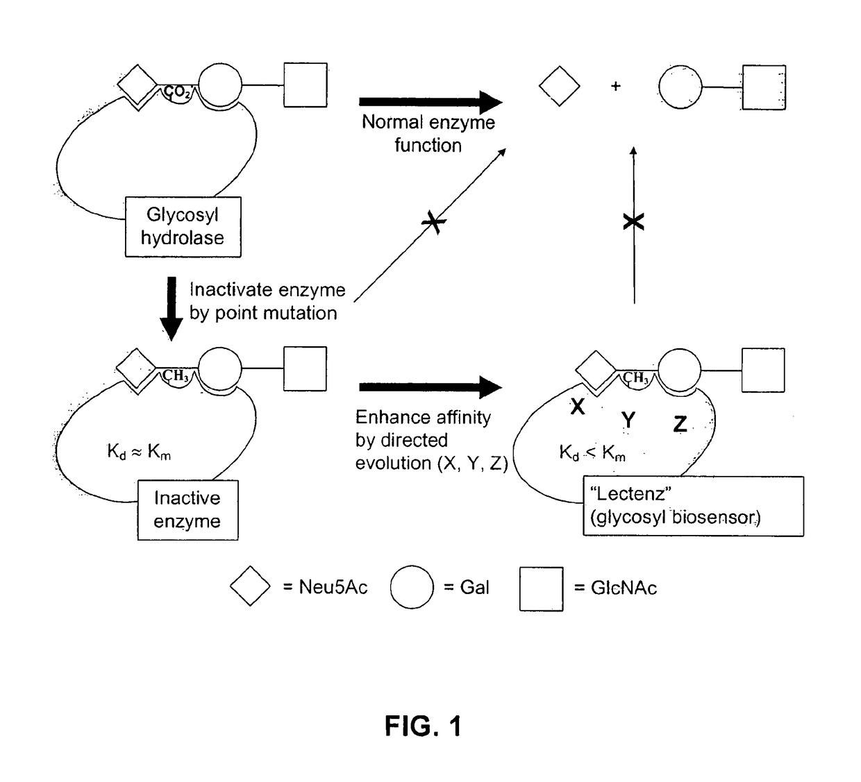 Glycan-specific analytical tools