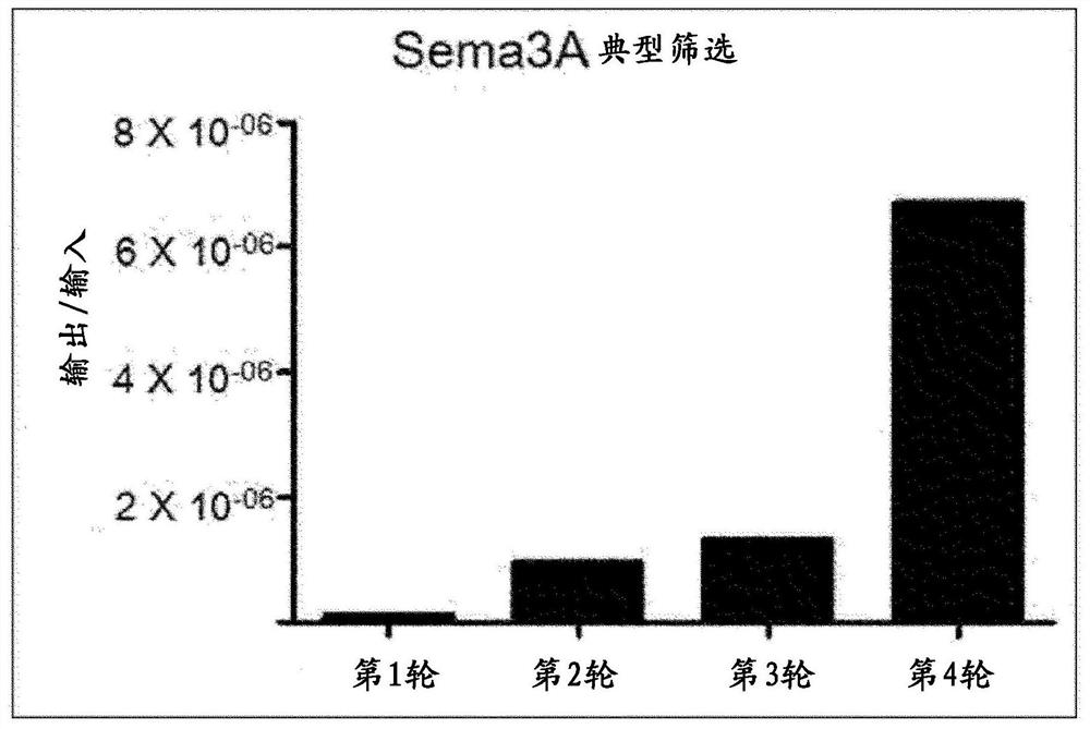 Antibodies cross-linked to human and mouse semaphorin 3a and uses thereof