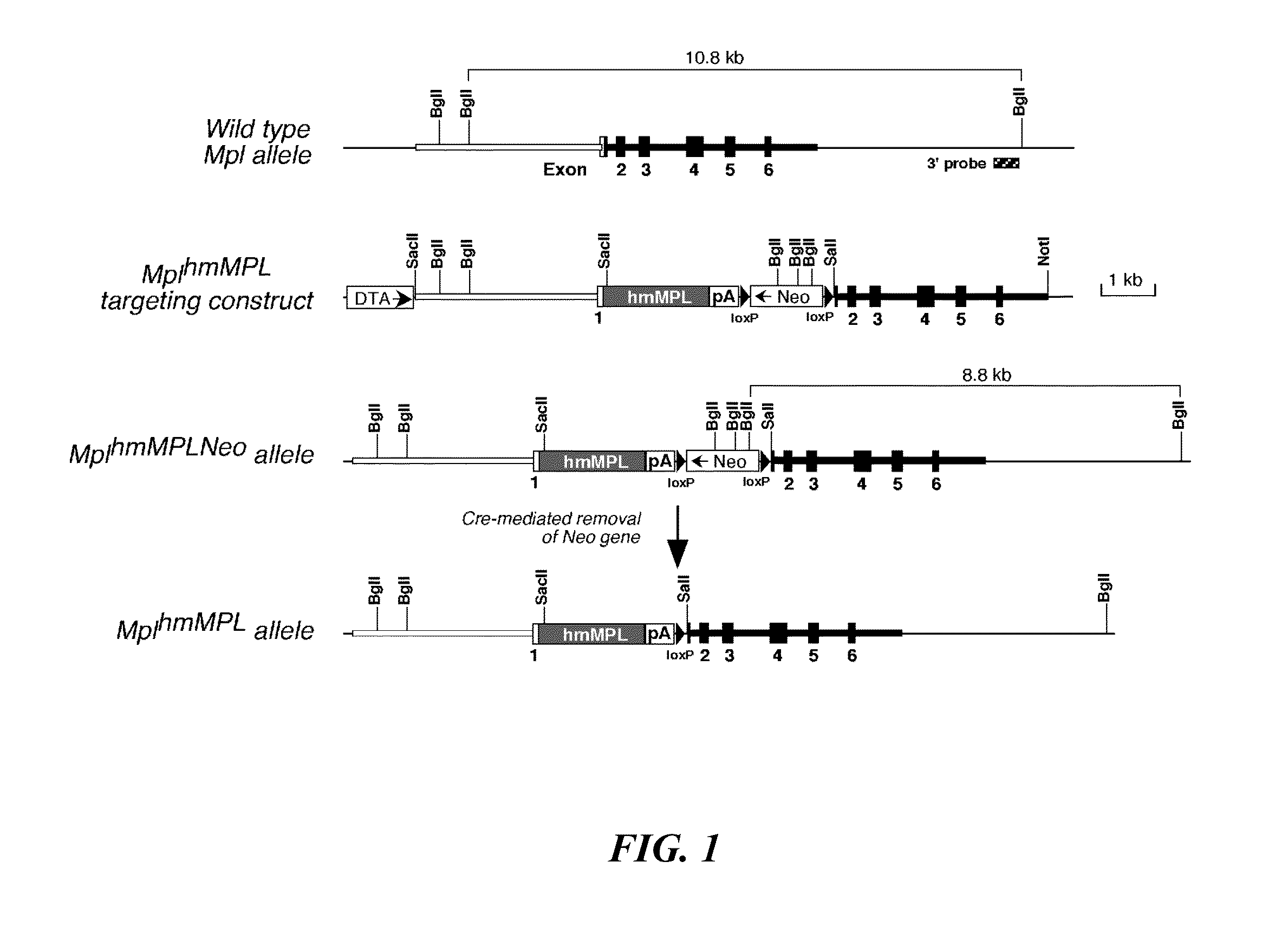 Thrombopoietin mimetics for the treatment of radiation or chemical induced bone marrow injury