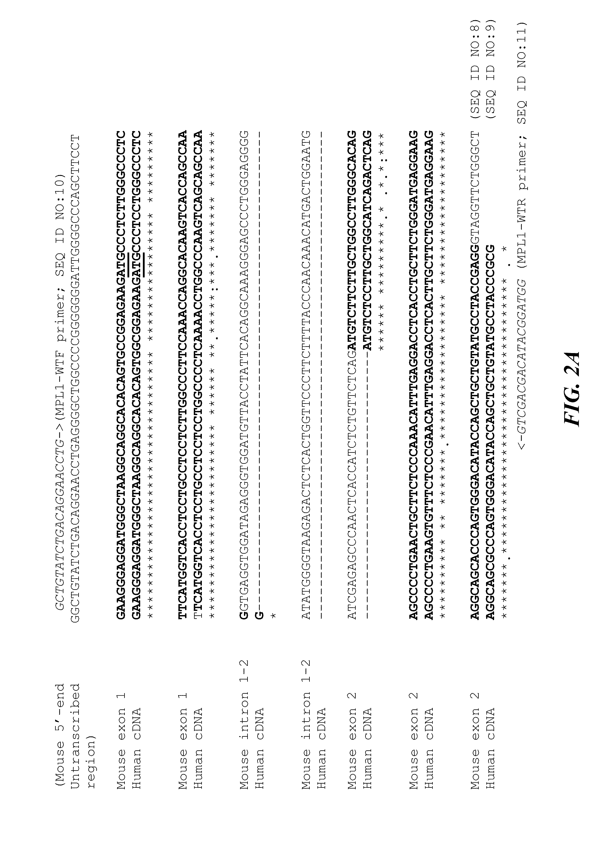 Thrombopoietin mimetics for the treatment of radiation or chemical induced bone marrow injury