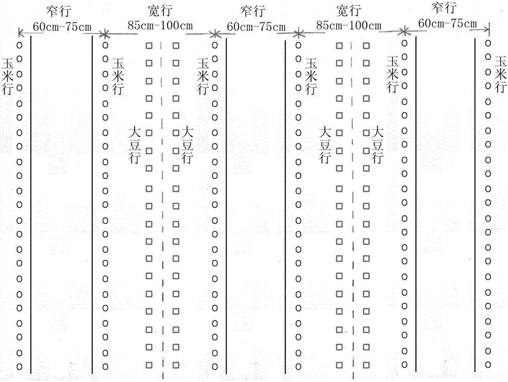 Drip irrigation planting method of interplanting corn with soybeans