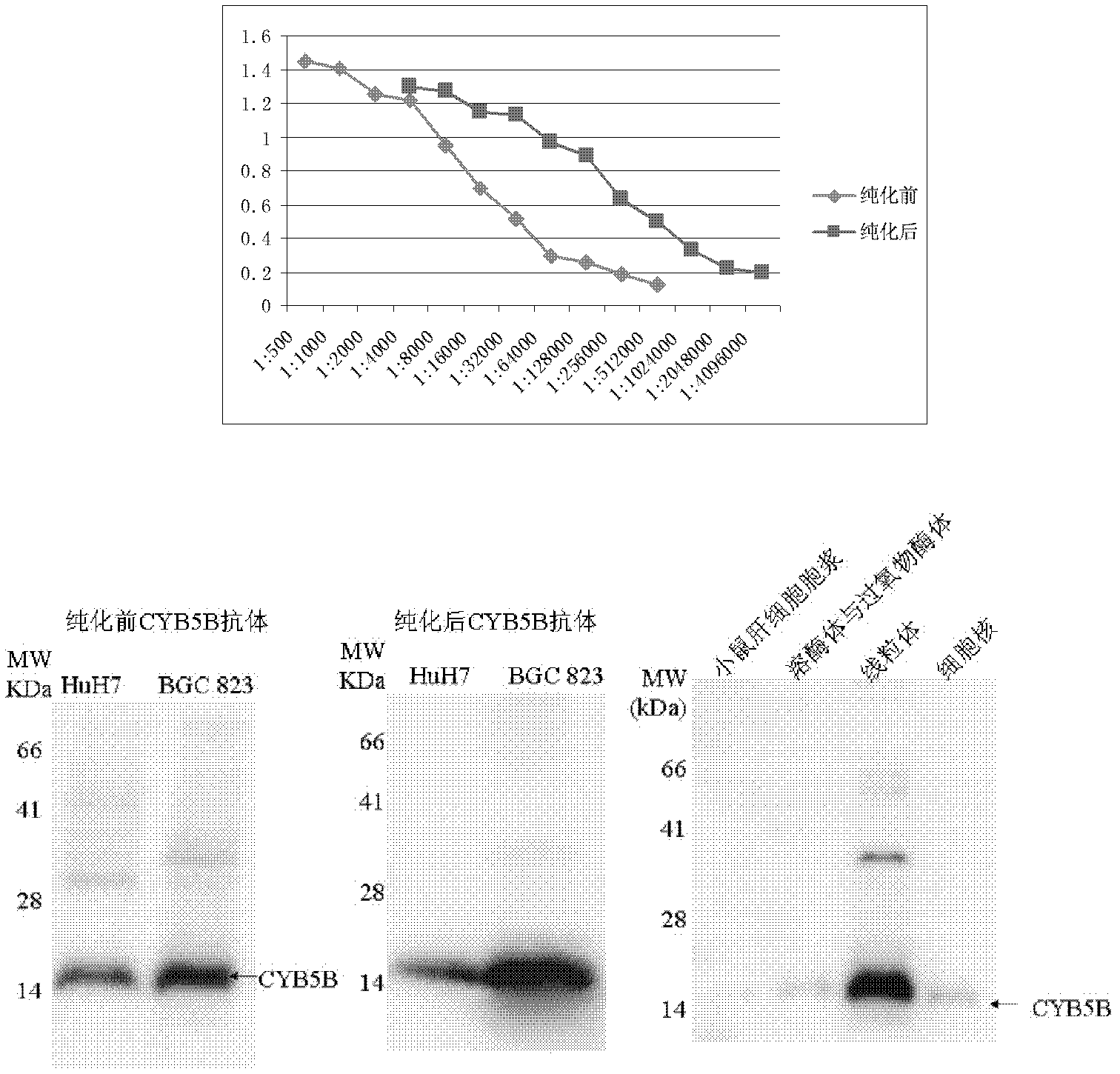 Antibody of cytochrome b5 type B and application thereof in purifying mitochondria