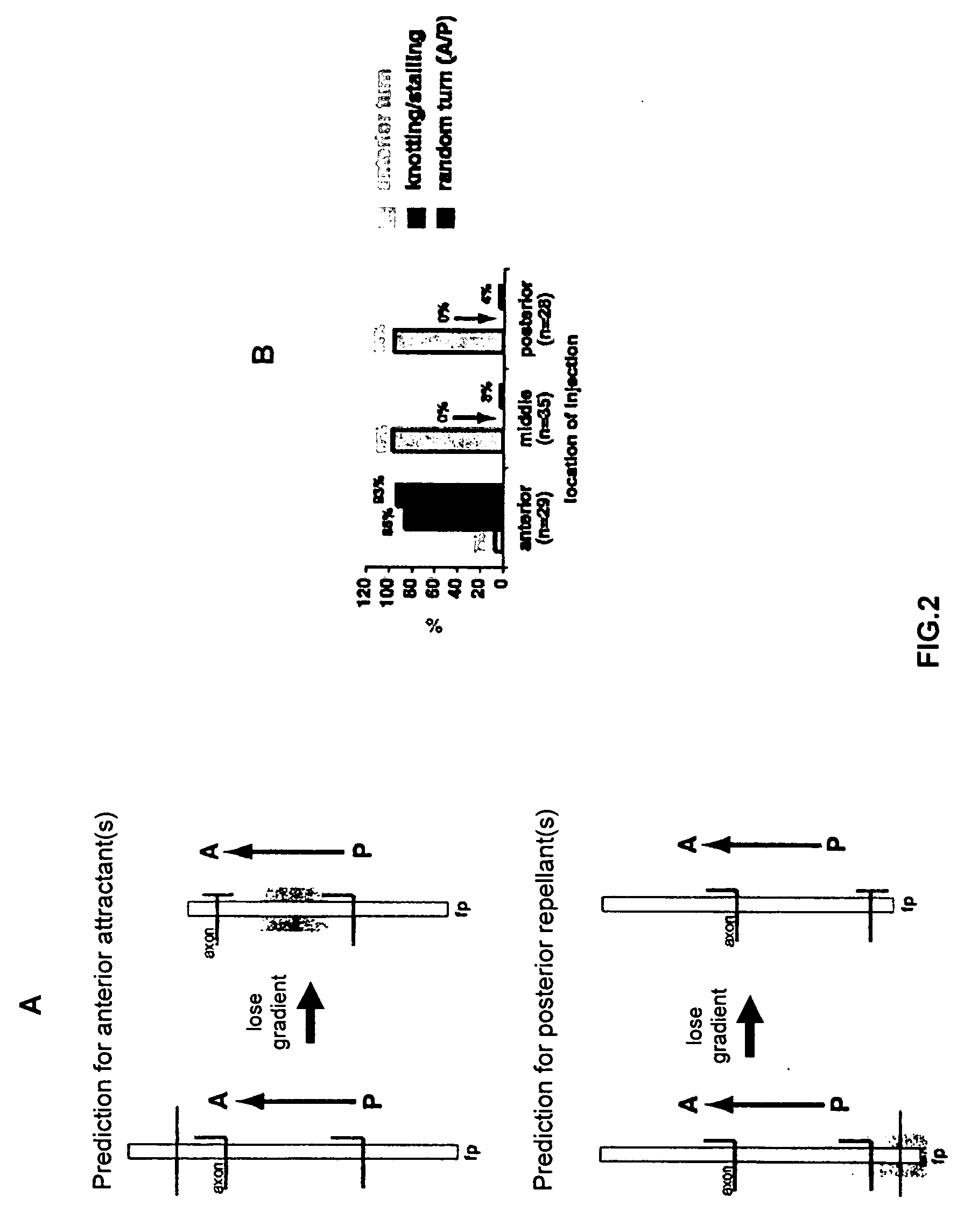 Methods and compositions for nerve regeneration