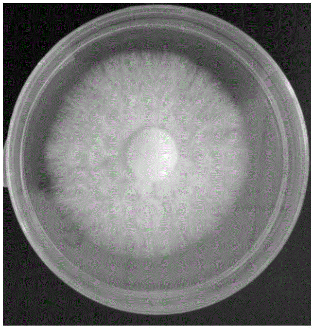 Application of potato whole powder in preparing PDA (potato dextrose agar) medium