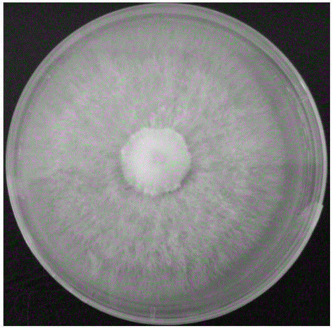 Application of potato whole powder in preparing PDA (potato dextrose agar) medium