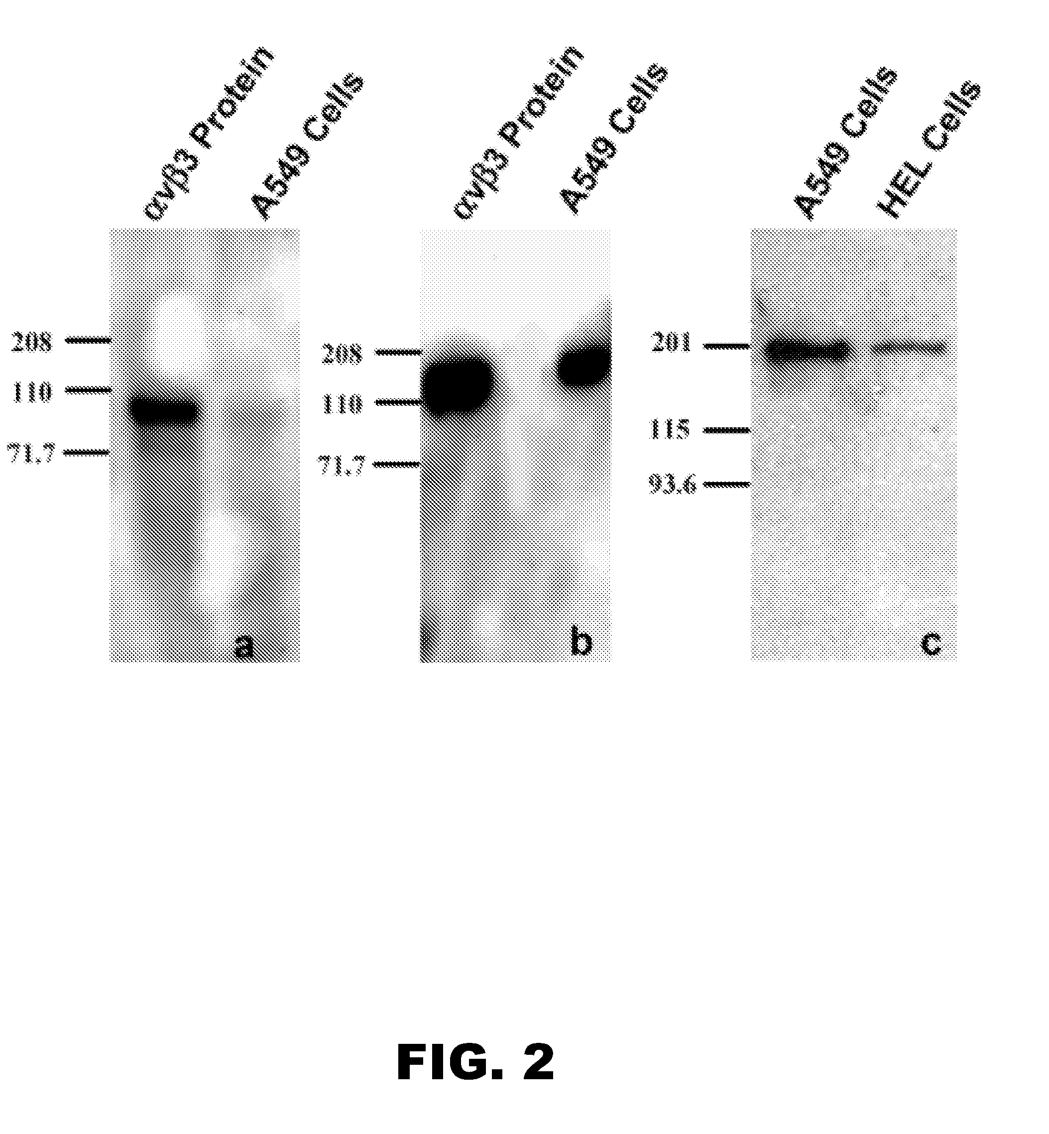 Compounds having rd targeting motifs