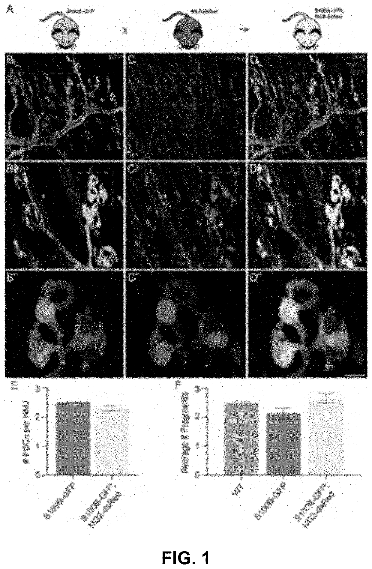 Combinatorial use of markers to isolate synaptic glia to generate synapses in a dish for high-throughput and high-content drug discovery and testing