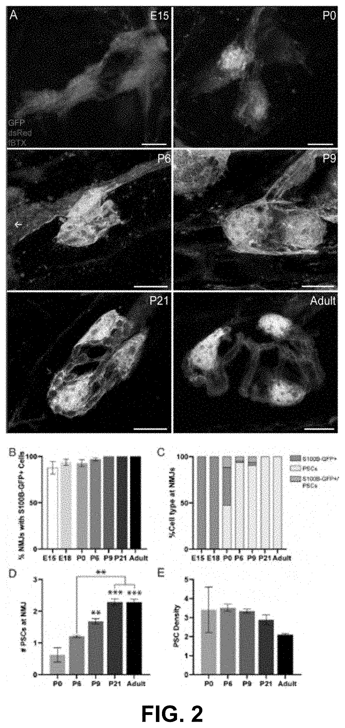 Combinatorial use of markers to isolate synaptic glia to generate synapses in a dish for high-throughput and high-content drug discovery and testing