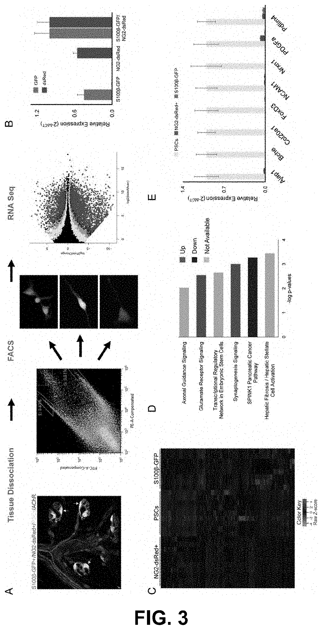 Combinatorial use of markers to isolate synaptic glia to generate synapses in a dish for high-throughput and high-content drug discovery and testing