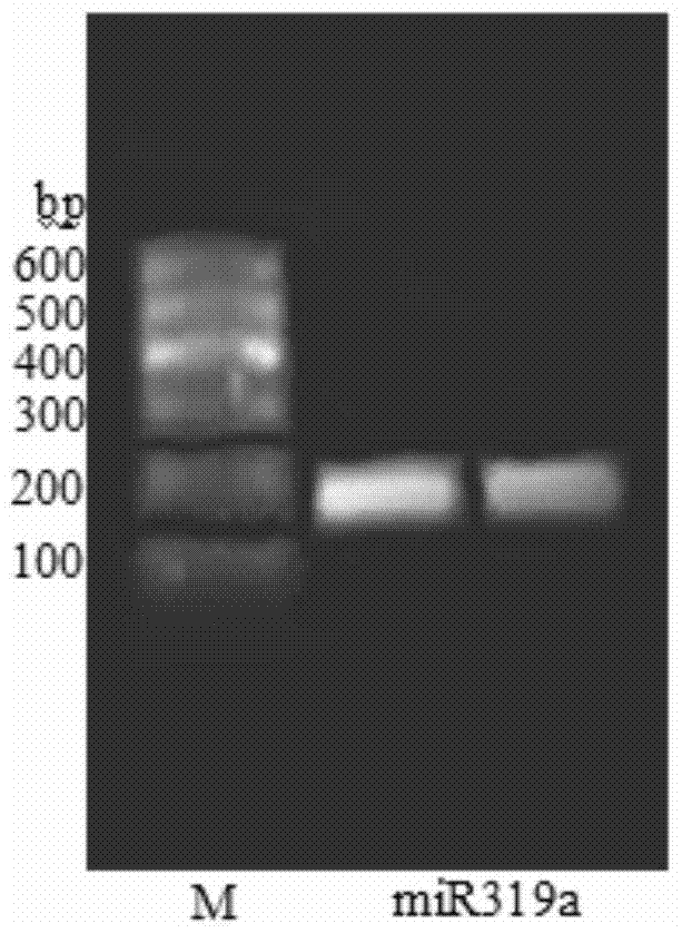 Cloning method of microrna precursor gene in Phyllostachys pubescens